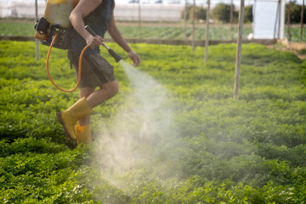 Best Local Pest Control Services  in Holbrook, AZ