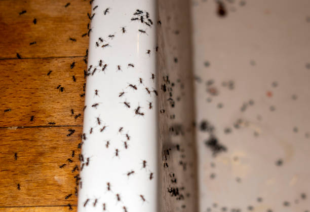 Best Flea Control Services  in Holbrook, AZ