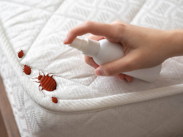 Best Cockroach Control Services  in Holbrook, AZ